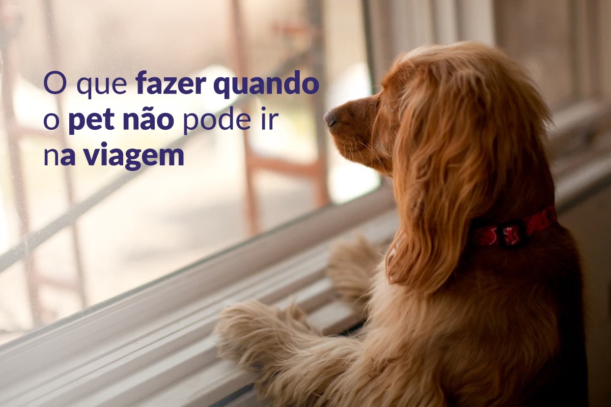 Pet sitter ou hotelzinho: onde deixar o gato quando viajar?