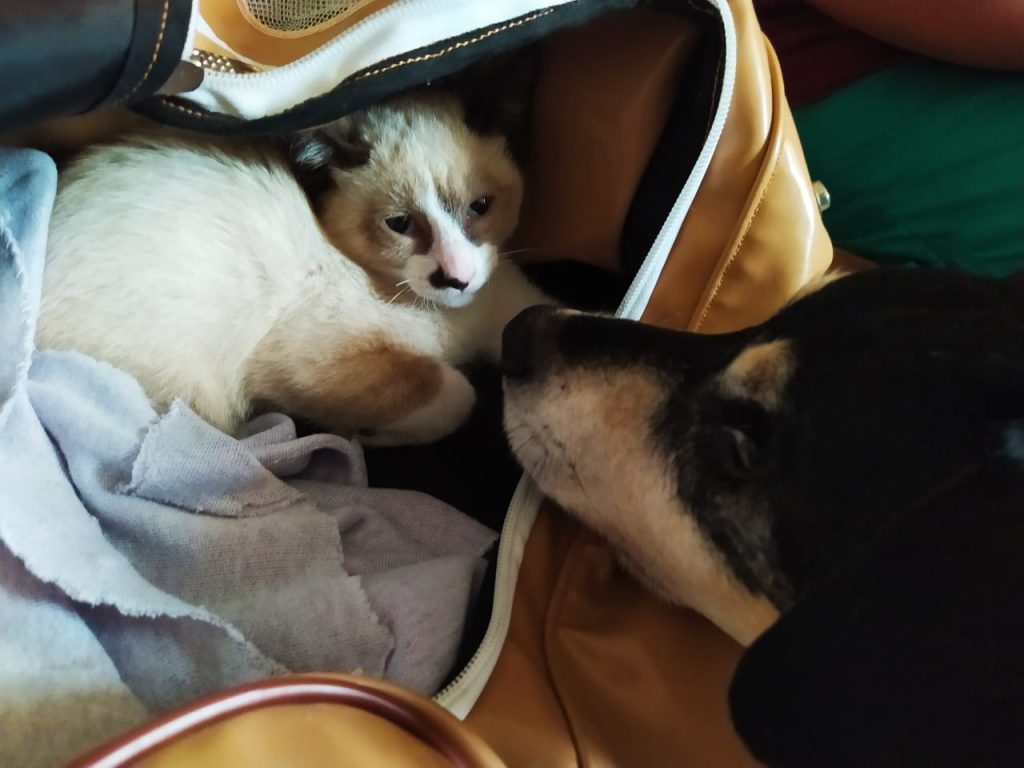Toby se recupera e demonstra afeto com o gatinho