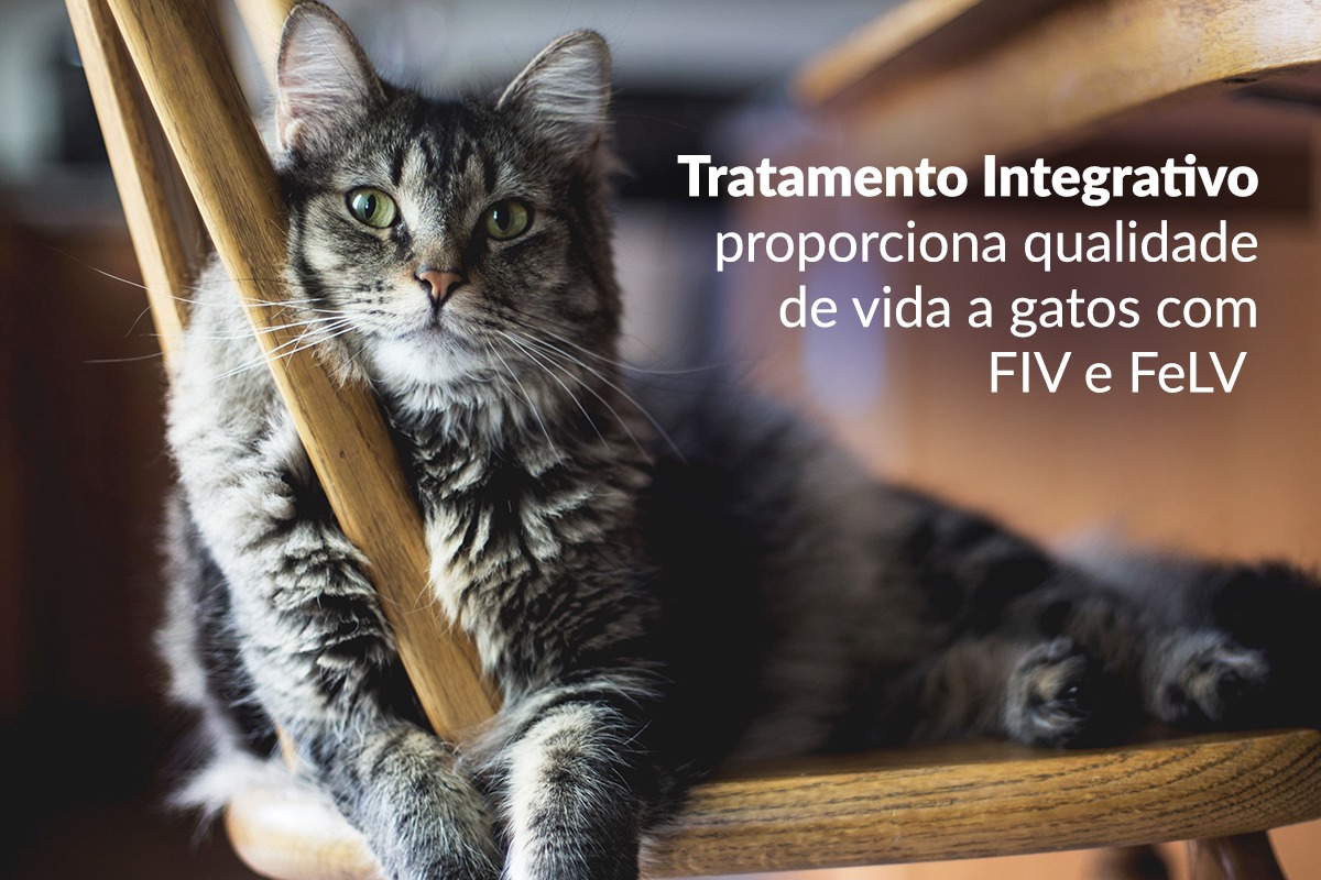 7 espécies de gato que talvez você não conheça