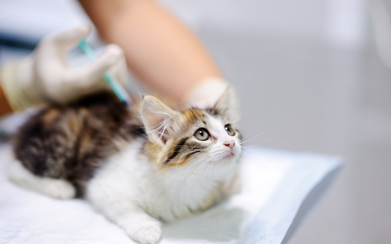 Female veterinary doctor giving injection for cute kitten