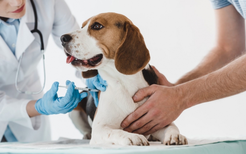 cropped image of man holding beagle while veterinarian doing injection by syringe to it