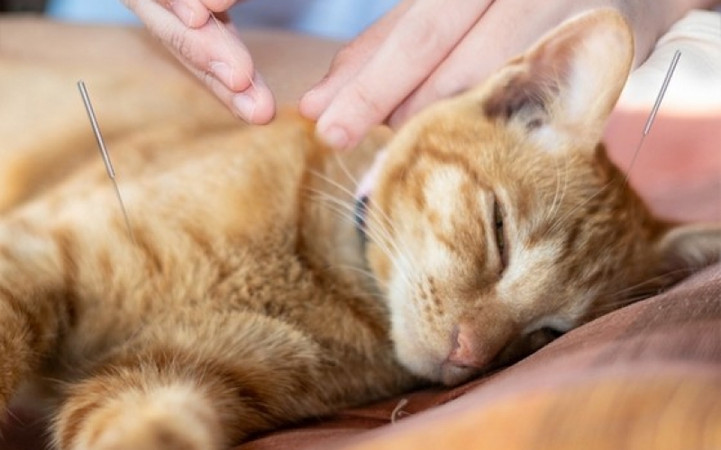 onde-encontro-acupuntura-veterinaria